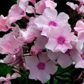 Флокс Phlox Rowie